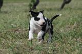 AMSTAFF  PUPPIES 109